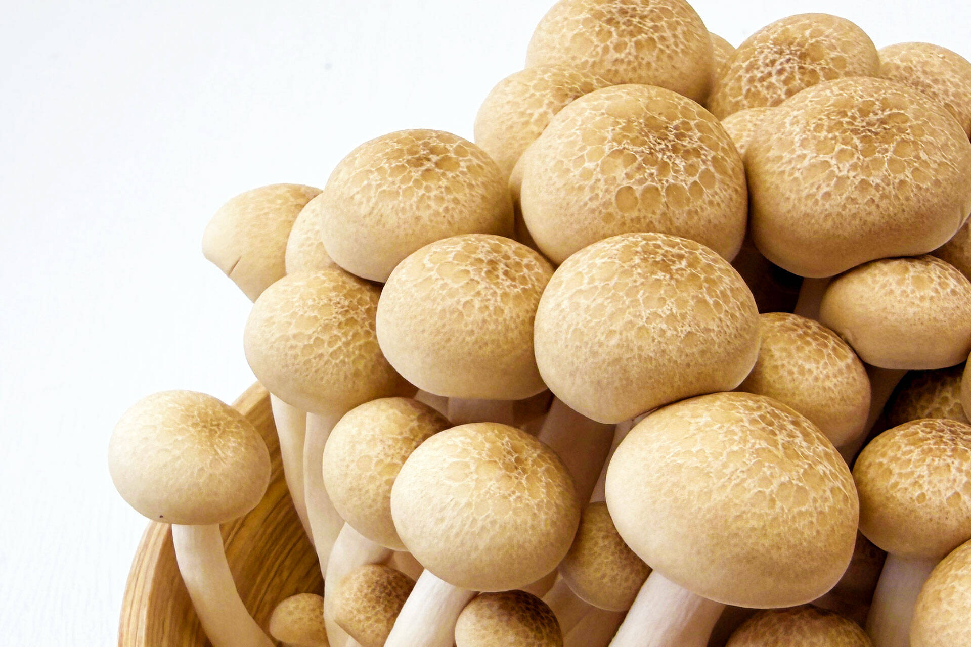 ハラキンのブナシメジ