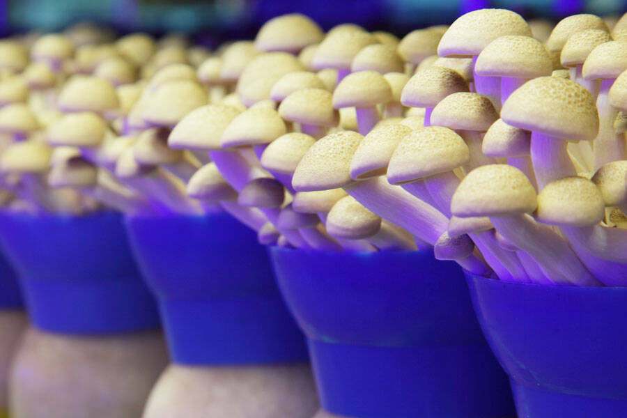 ブナシメジの栽培